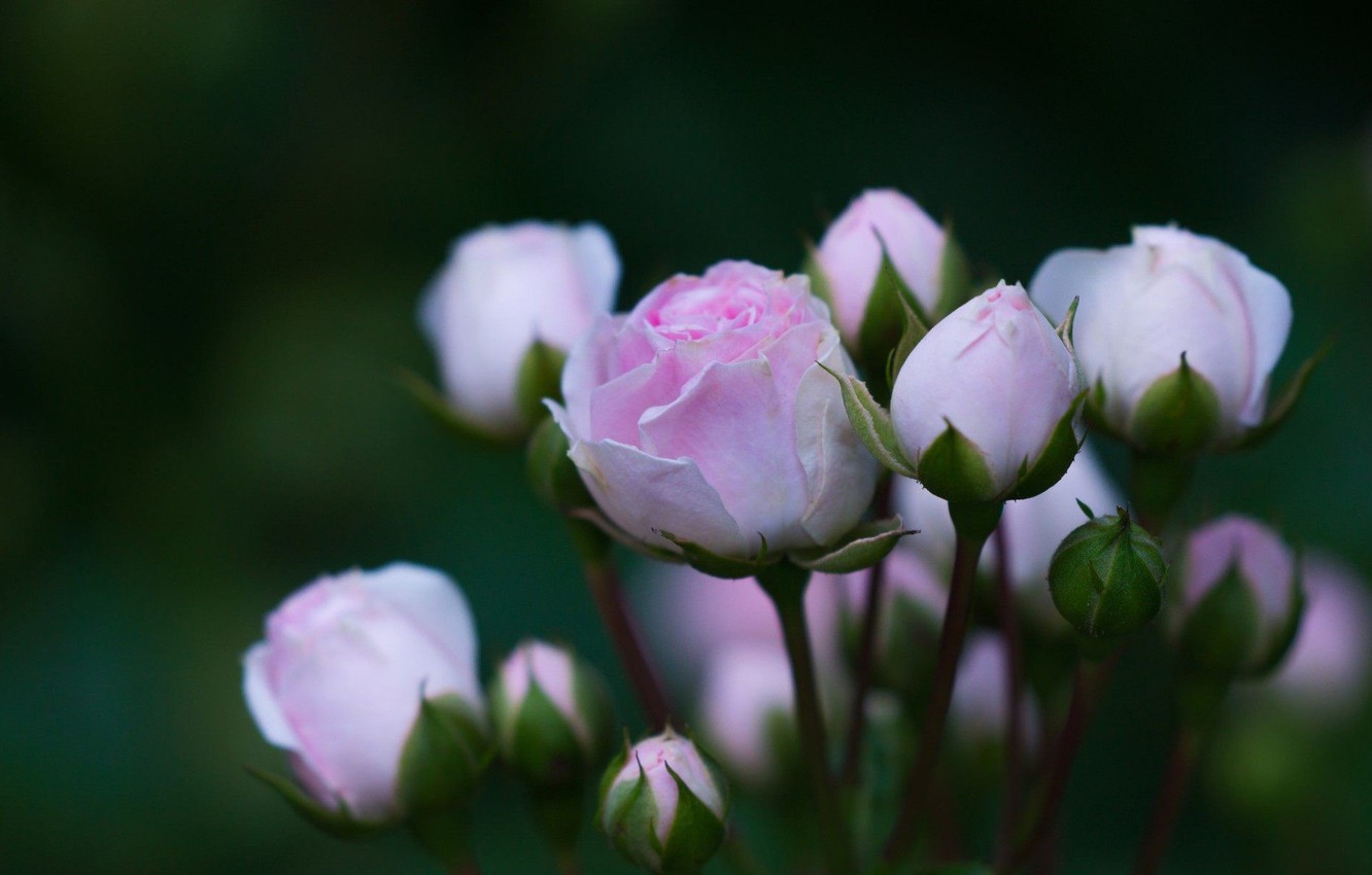 tsvety kust rozy rozovye lepestki butony beautiful flower